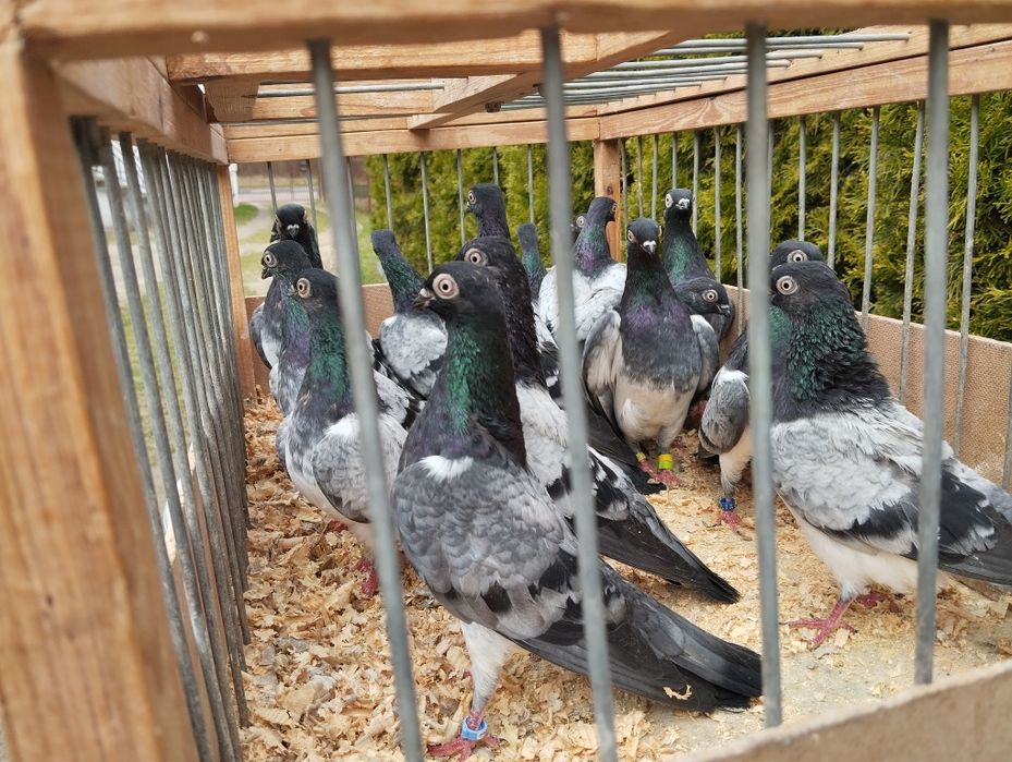 Deresze gołębie ozdobne