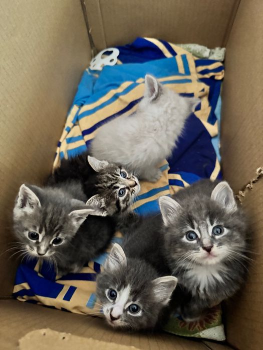 Віддам в добрі руки