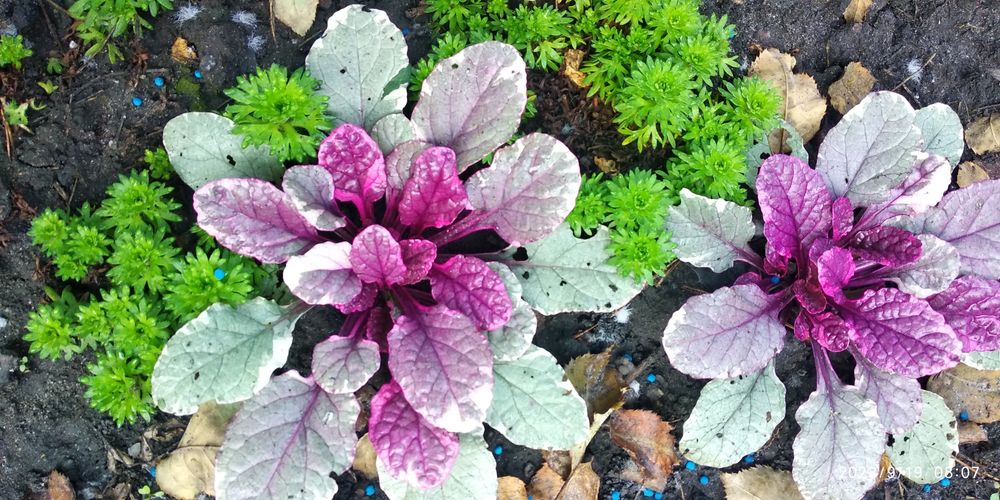 Продам живучки і другі почвопокровники