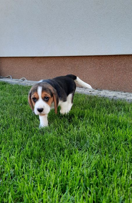 Beagle szczeniak