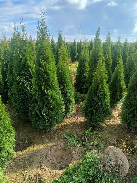 OKAZJA!!! Tuja Szmaragd