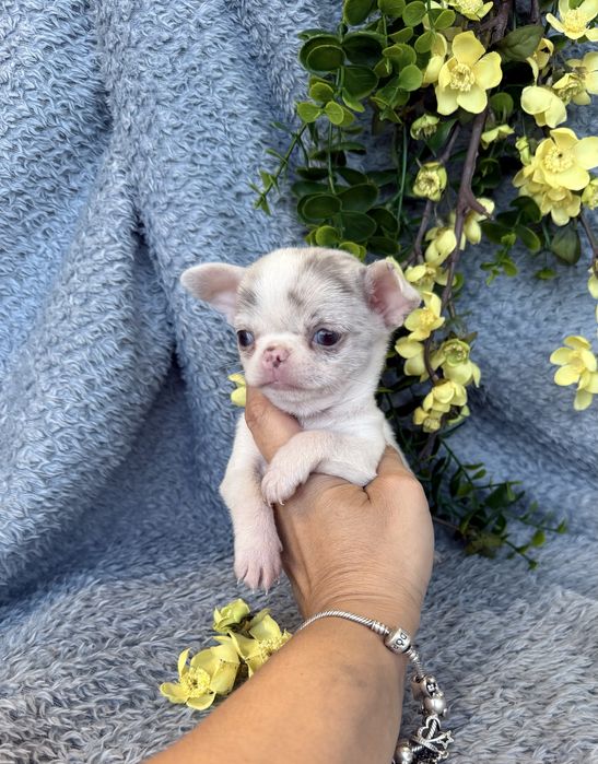 Excecional super mini menina  Chihuahua/Chiuaua ,Qualidade