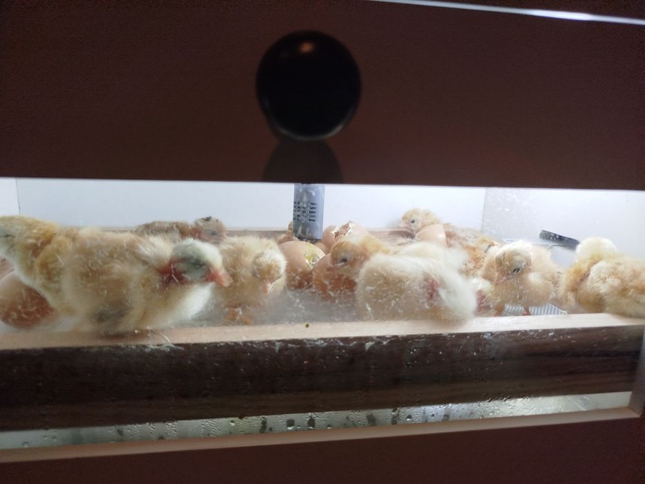 Chocadeira automática