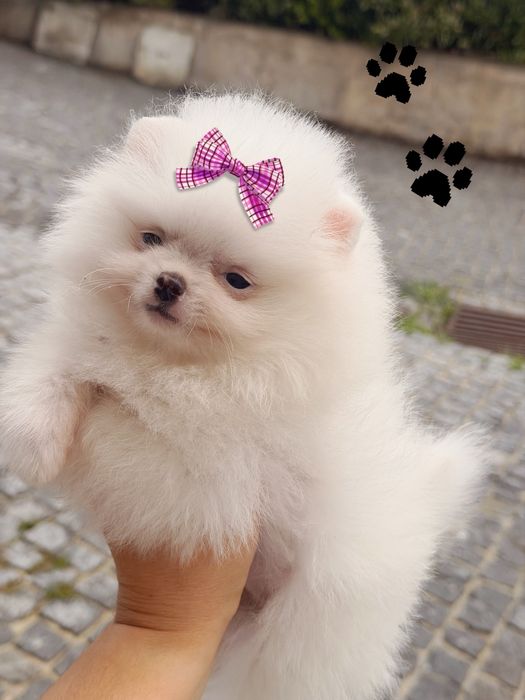 Linda femea  pomerania