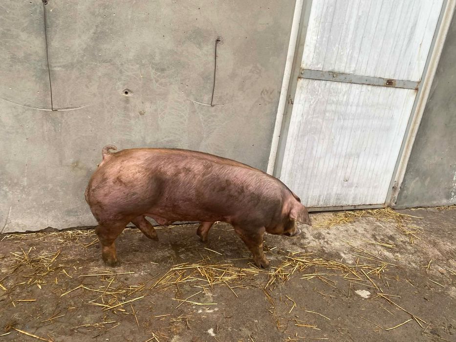 Knurki rasy Pietrain x Duroc