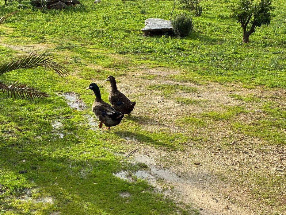 Casal de Patos Khaki Campbell