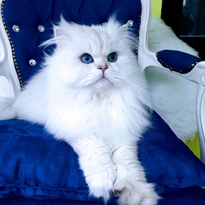 Brytyjski  piękny point kocur długowłosy  błękitnooki