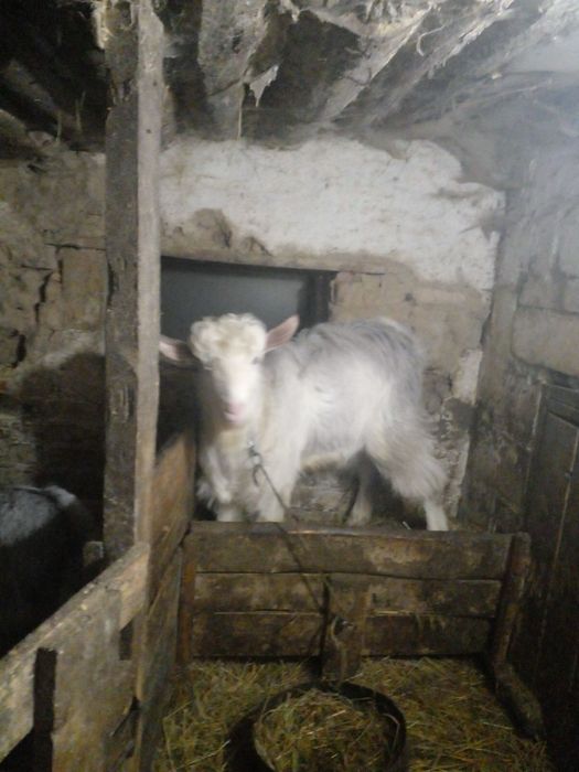 Продається: коза, козел
