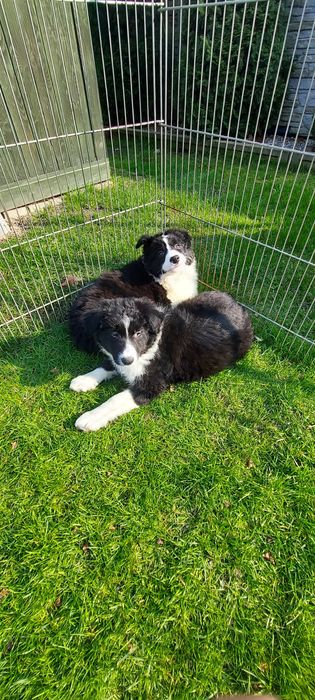 Border collie szczeniak warto zobaczyć!