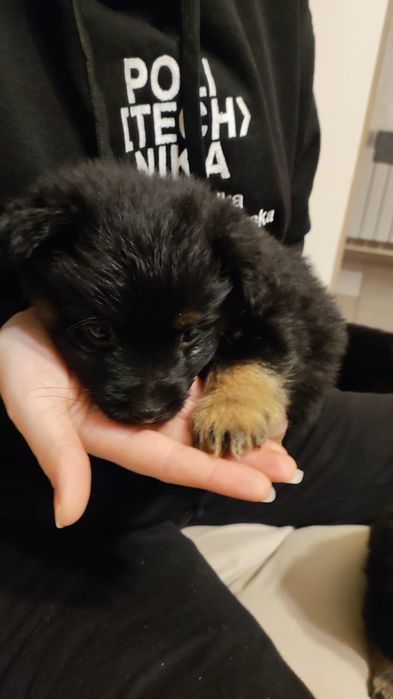 Oddam szczeniaki w dobre ręce.