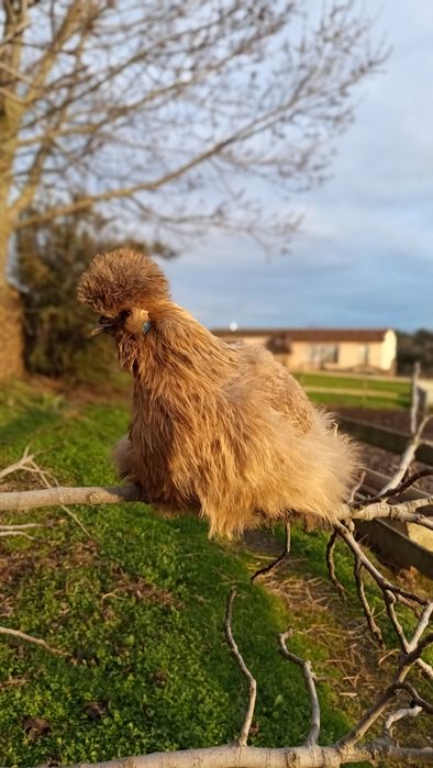 Ovos/Aves Sedosa do Japão