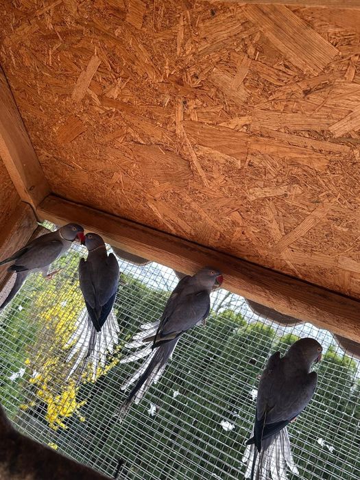 Aleksandretta  aleksandretty i inne