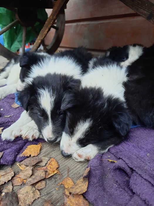 Border collie z gospodarstwa