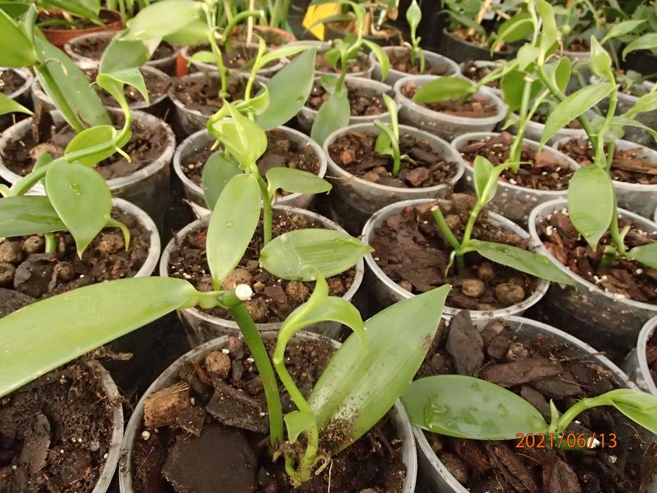 Storczyk Sadzonka wanilii w doniczce