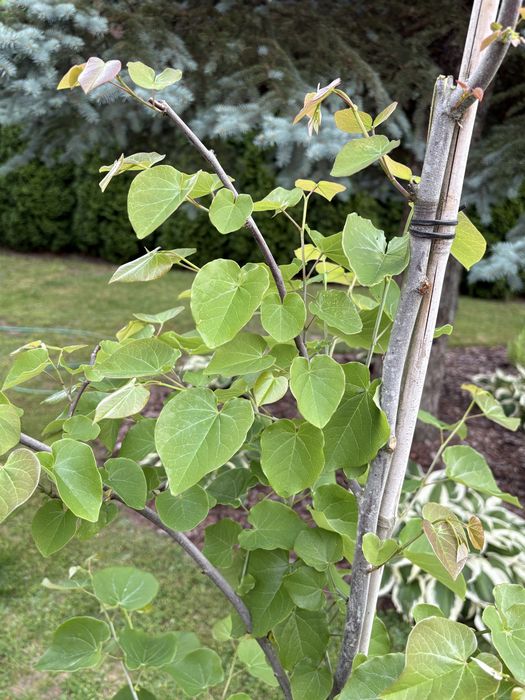 Judaszowiec (Cercis canadensis pink pompon)
