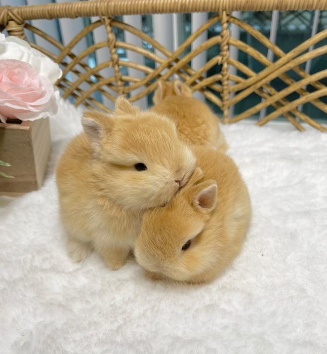 Coelhos anões mini + gaiola nova + alimentação adequada