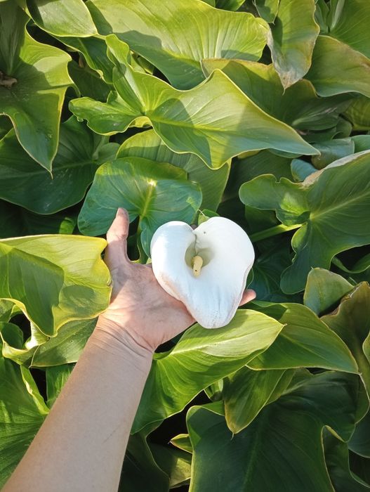 Калла ефіопська біла дітки