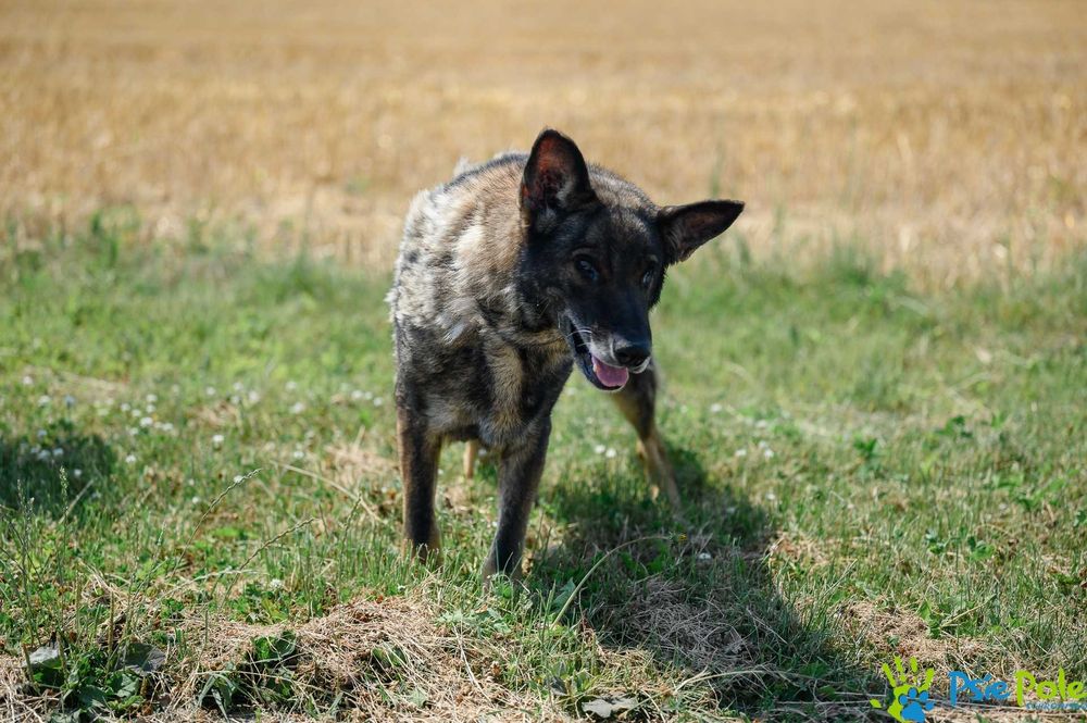 Kleosia - kochana suczka w typie owczarka niemieckiego SCHRONISKO