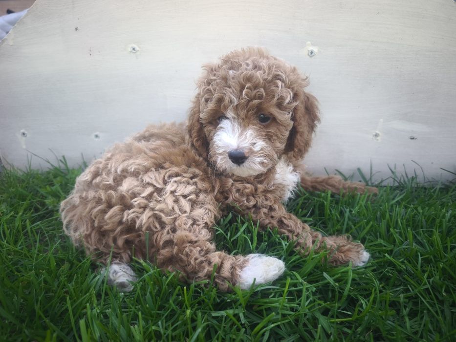 Cavapoo f1b chłopiec wyjątkowy