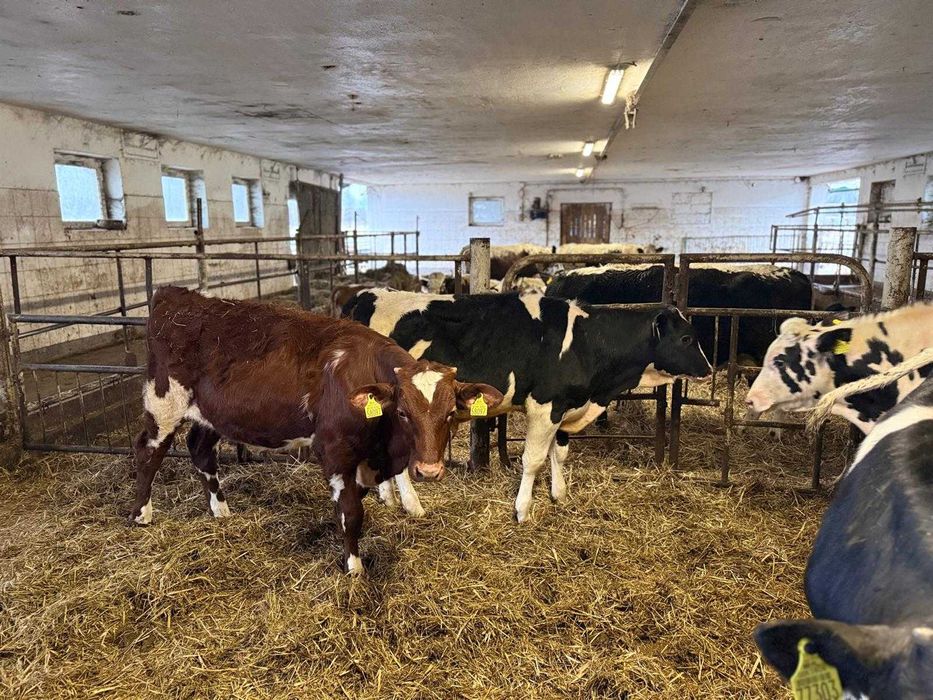 Byczki odsadki mieszańce hf