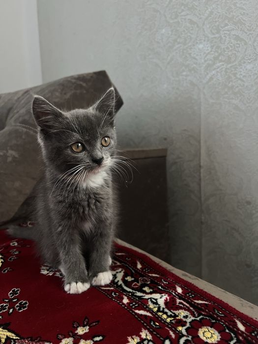 Кошеня в добрі руки (котик)