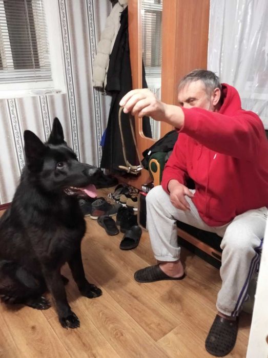 Вязка с немецкой овчаркой ,мальчик