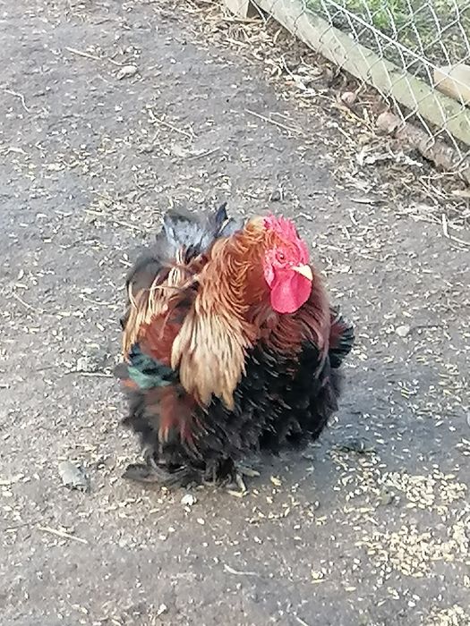 Kochin karzełek miniaturowy para