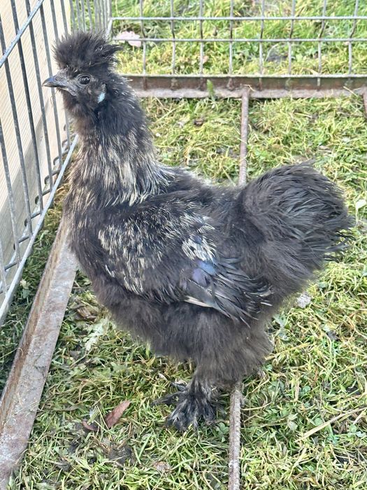 Silka kogut z lipca 2025