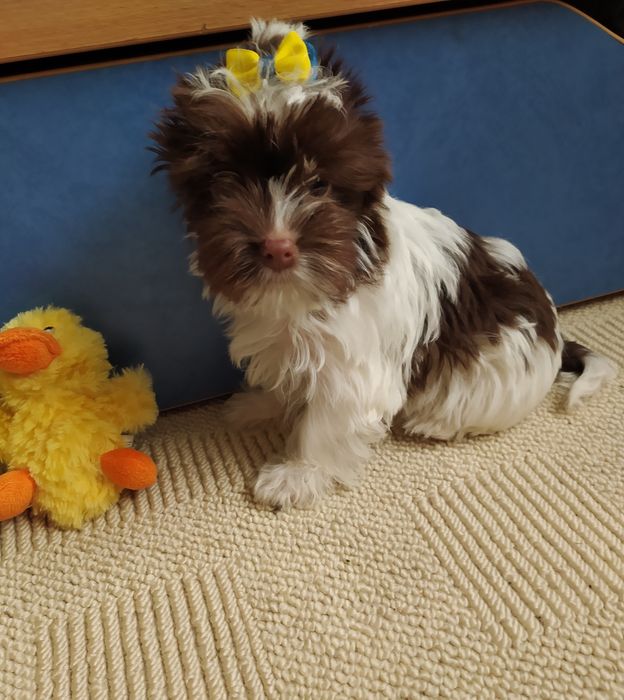 Продам пухнастиків.