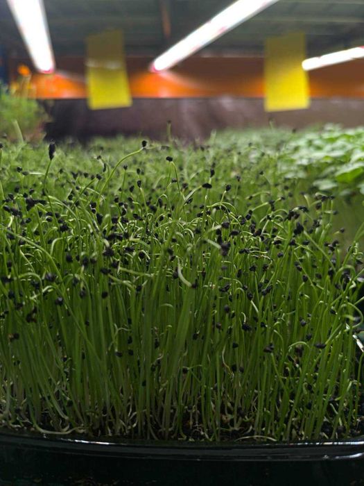 Gotowa farma microgreens "pod klucz" – przejmij kompletną farmę od zaraz.