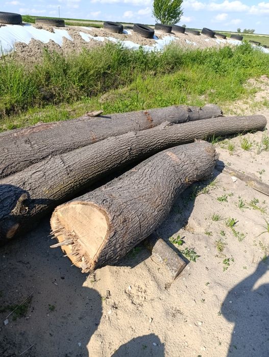 Sprzedam kłody Jasiona,Lipa,Lim