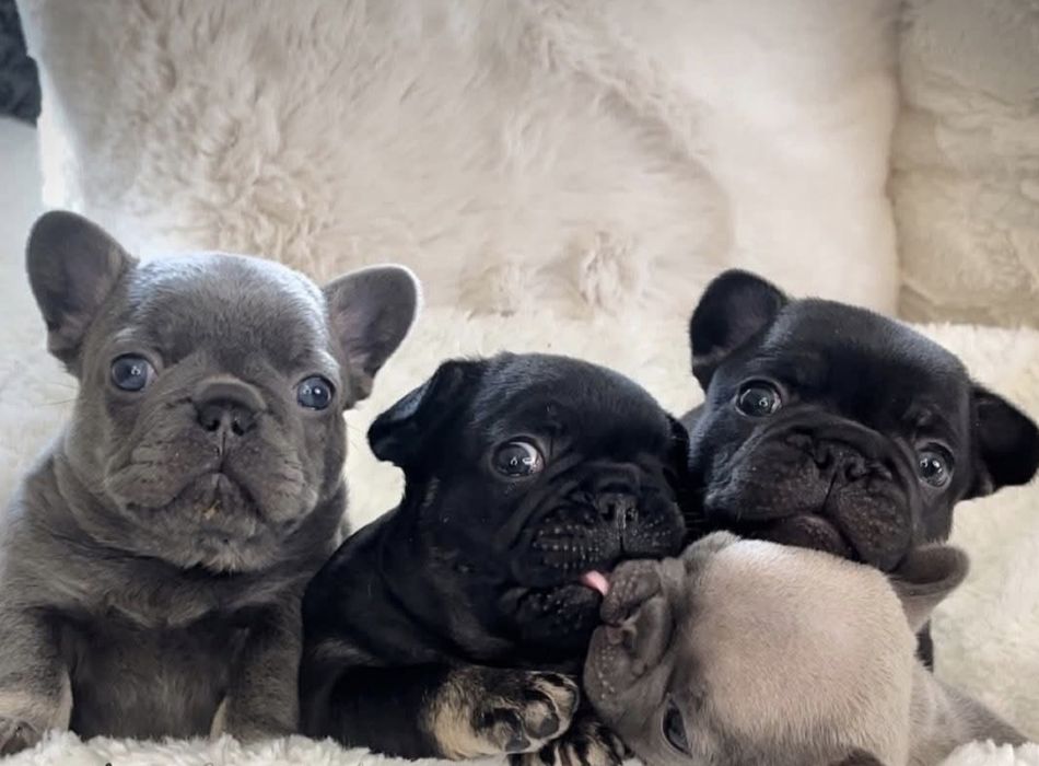 Кумедні цуценятка*;}