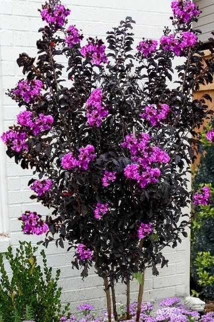 Lagerstroemia Black Diamond Piękne fioletowe kwiaty Duża Hit lata!!