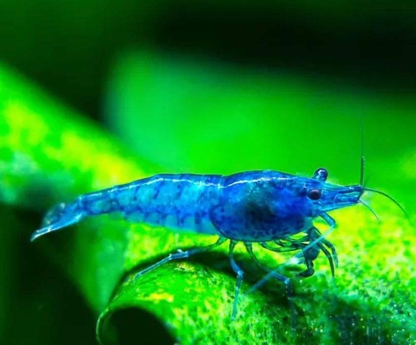 Krewetka neocaridina blue Velvet