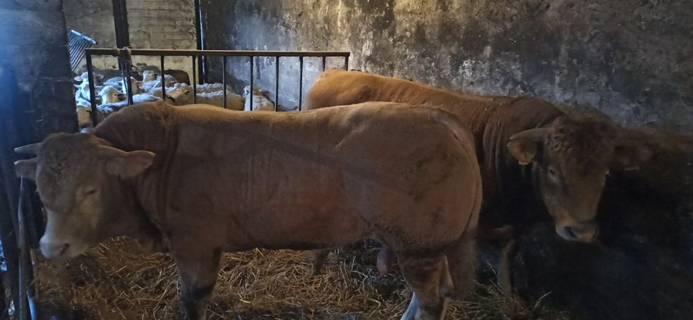 Byki Blond x Limousine