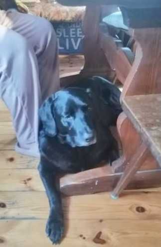 Kochany, łagodny, tulaśny, radosny, grzeczny labrador szuka domu