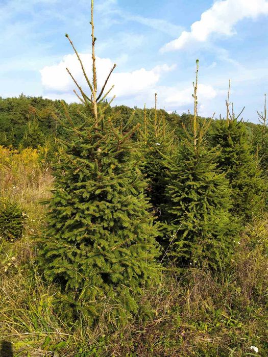 Ялинка,сосна,кримка жива з корінням .Ель елка.