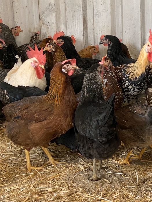 Galinhas para produção de ovos.