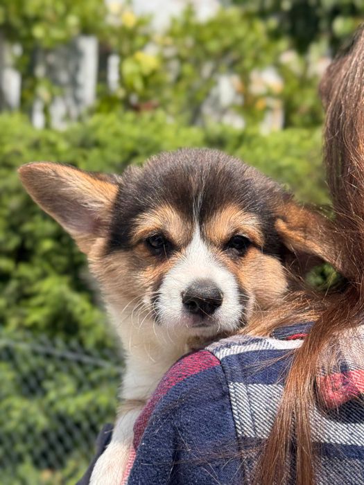 Шикарні цуцики Коргі Пемброк