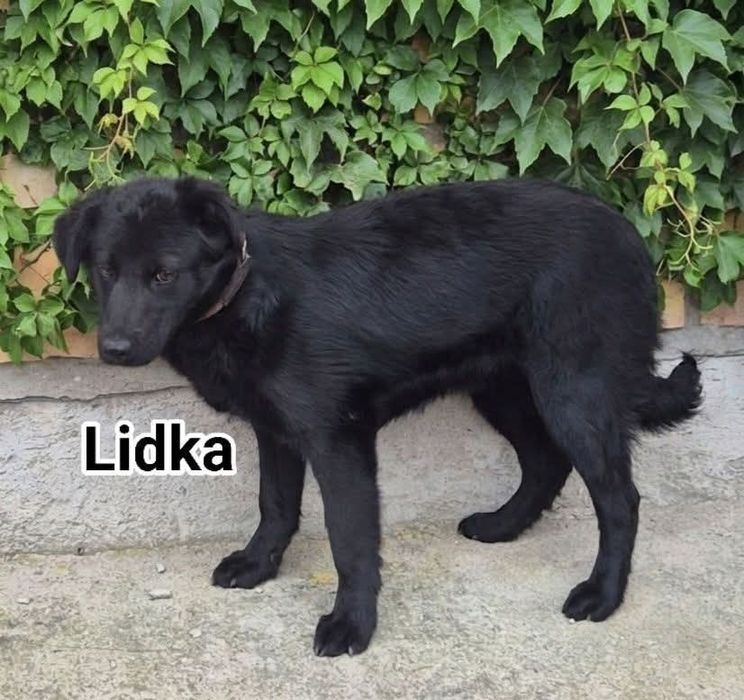 Pieski do adopcji