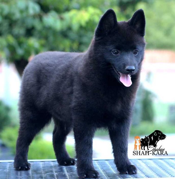 Шипперке хлопчик (розплідник)