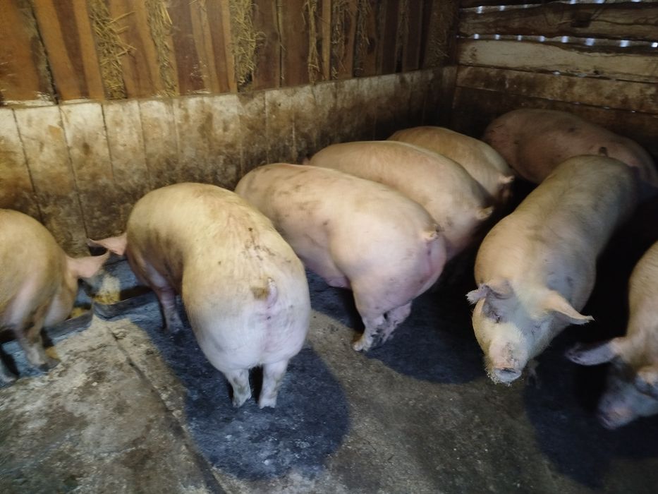 Свині живою вагою