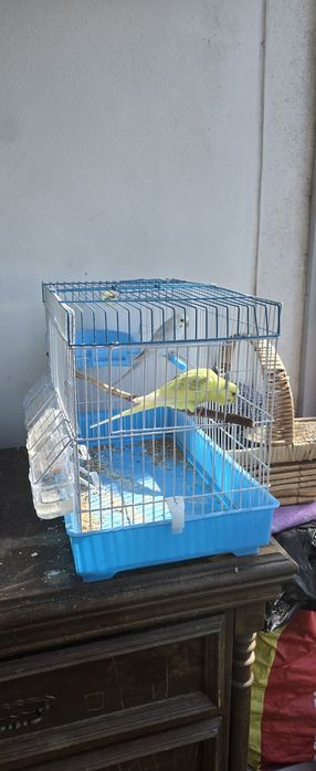 Pássaros para venda