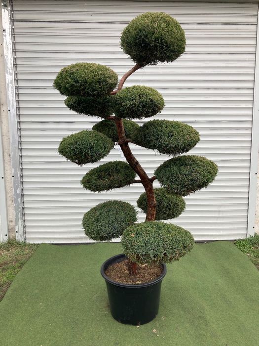 Bonsai z Jałowca pośredniego "Mint Julep" - 180 cm WSPANIAŁY