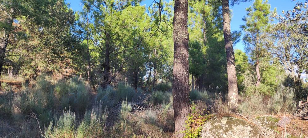 Terreno Rustico com Pinhal