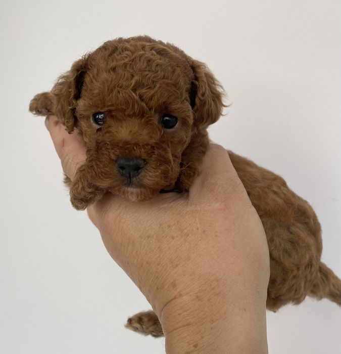 Хлопчики та дівчатка той пудель