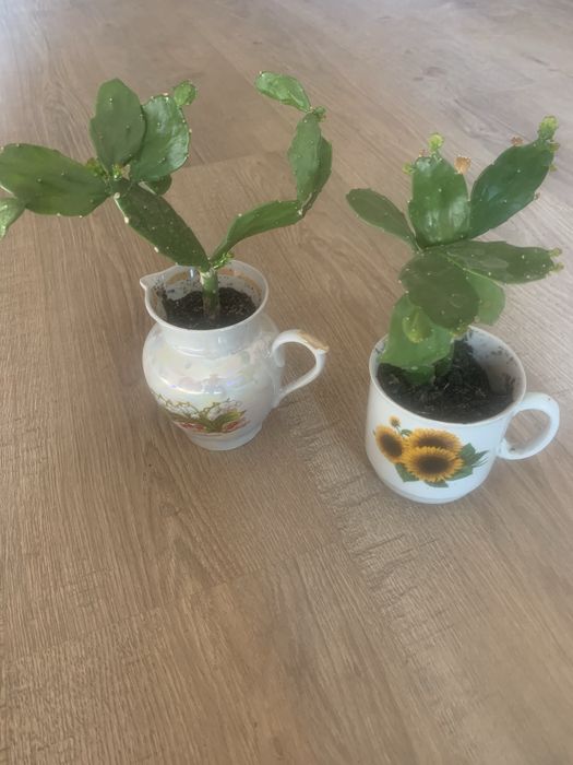 Кактуси сукуленти