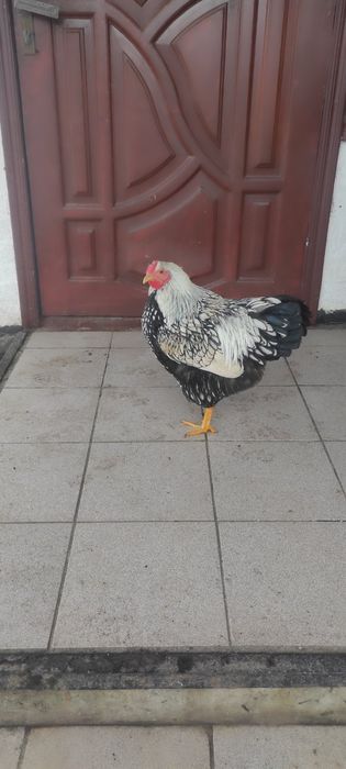 Молоді півники породи віандот срібло