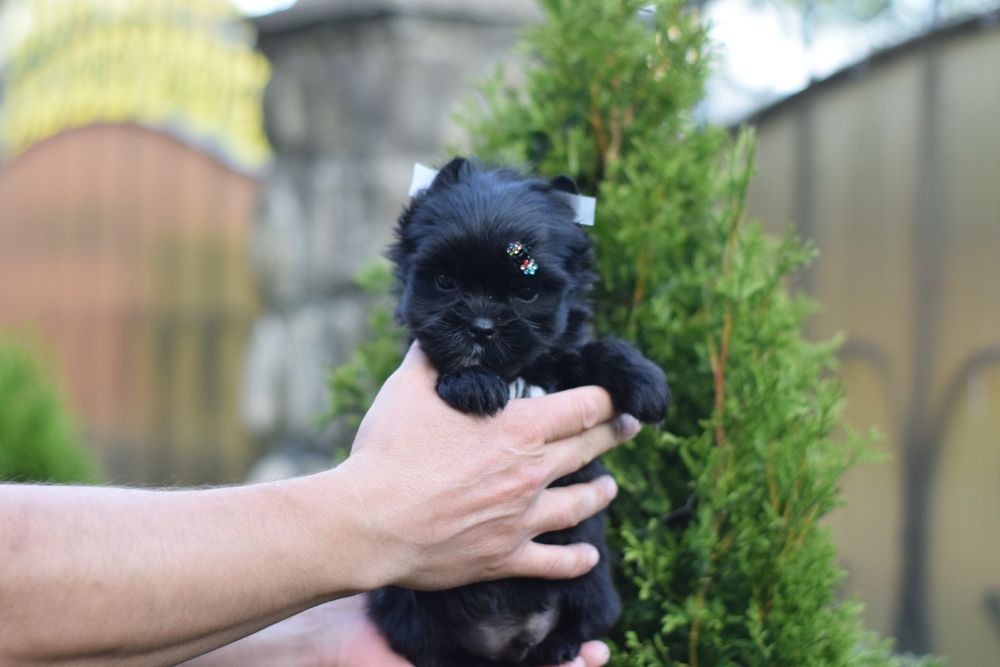 Кукольний міні Йорк хлопчик. Лапочка маленька.