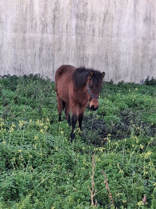 Cavalinho de 8 meses